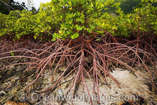 Mangroves Hook Island Whitsunday Islands photo