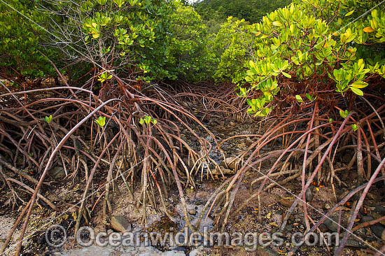  Mangrove