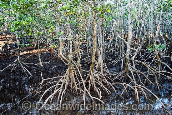 Grey Mangroves Hayman Island photo