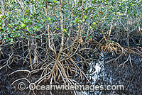 Grey Mangrove Hayman Island Photo - Gary Bell