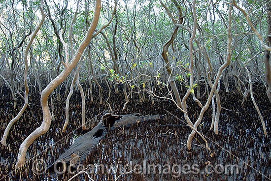 Grey Mangrove Hayman Island photo