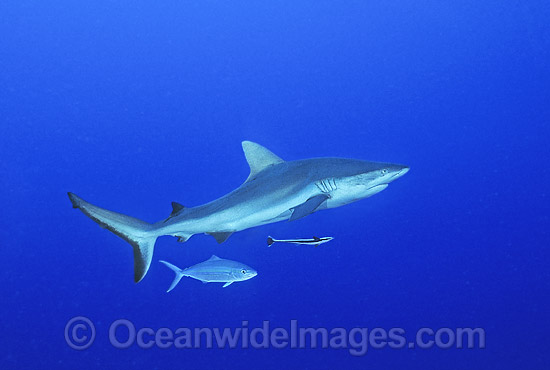 Gray Reef Shark (Carcharhinus amblyrhynchos). Also known as Grey Reef Shark, Black-vee Whaler and Longnose Blacktail Shark. Great Barrier Reef, Queensland, Australia. Found throughout tropical Indo-West and Central Pacific. Photo - Gary Bell