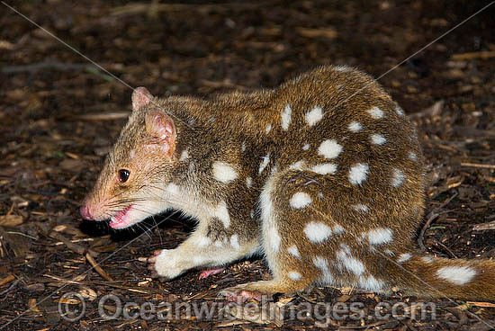 Eastern Quoll Dasyurus viverrinus photo