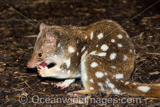 Eastern Quoll Dasyurus viverrinus photo