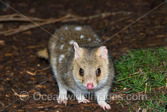 Eastern Quoll Dasyurus viverrinus photo