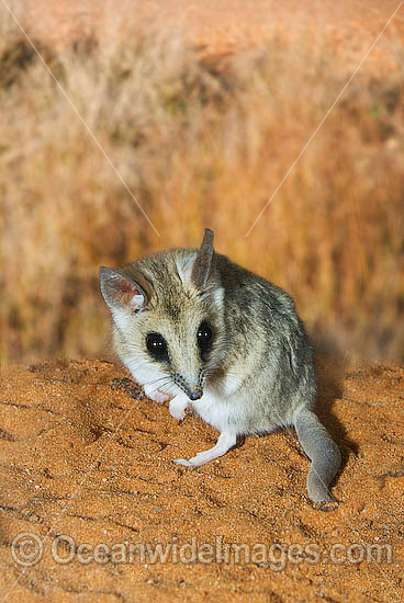 Fat-tailed Dunnart (Sminthopsis crassicaudata). Found throughout cool temperate habitats from open forest, through woodland to heathland in Central and Southern Australia Photo - Gary Bell Fat-tailed Dunnart (Sminthopsis crassicaudata). Found throughout cool temperate habitats from open forest, through woodland to heathland in Central and Southern Australia Photo - Gary Bell