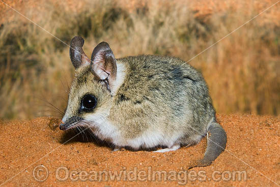 Fat-tailed Dunnart Sminthopsis crassicaudata photo