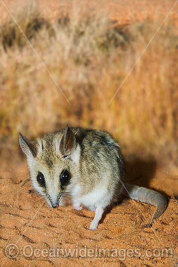 Fat-tailed Dunnart (Sminthopsis crassicaudata). Found throughout cool temperate habitats from open forest, through woodland to heathland in Central and Southern Australia Photo - Gary Bell Fat-tailed Dunnart (Sminthopsis crassicaudata). Found throughout cool temperate habitats from open forest, through woodland to heathland in Central and Southern Australia Photo - Gary Bell