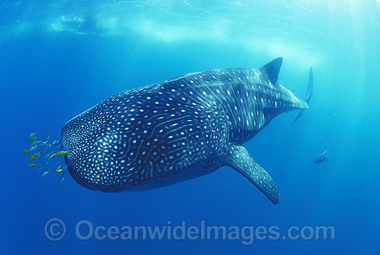 Whale Shark (Rhincodon typus) with Pilot Fish around mouth. Found throughout the world in all tropical and warm-temperate seas. Ningaloo Reef, Western Australia. Classified Vulnerable on the IUCN Red List. Photo - Gary Bell Whale Shark (Rhincodon typus) with Pilot Fish around mouth. Found throughout the world in all tropical and warm-temperate seas. Ningaloo Reef, Western Australia. Classified Vulnerable on the IUCN Red List. Photo - Gary Bell
