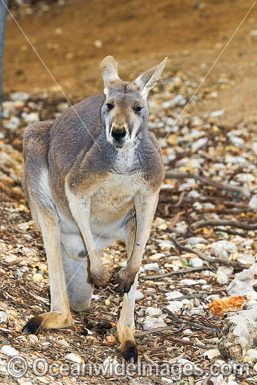 Red Kangaroo (Macropus rufus) - young male. Found in open woodland, grassland and desert over most of central and western Australia. Photo - Gary Bell