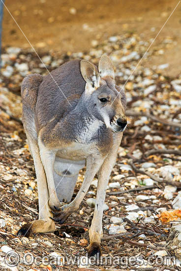 Red Kangaroo (Macropus rufus) - young male. Found in open woodland, grassland and desert over most of central and western Australia. Photo - Gary Bell