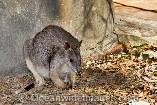Proserpine Rock-wallaby (Petrogale persephone). Found in coastal forests and grassland around Proserpine, Airlie Beach and some of the Whitsunday Islands, Queensland, Australia. Endangered species Photo - Gary Bell Proserpine Rock-wallaby (Petrogale persephone). Found in coastal forests and grassland around Proserpine, Airlie Beach and some of the Whitsunday Islands, Queensland, Australia. Endangered species Photo - Gary Bell