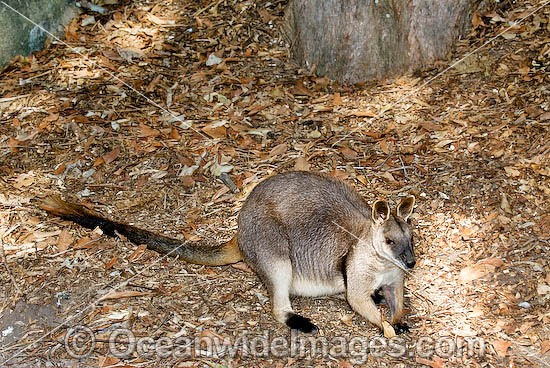 Proserpine Rock-wallaby photo