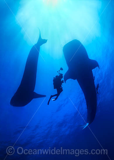 Whale Shark (Rhincodon typus) and Scuba Diver silhouetted. Indo-Pacific. Found throughout the world in all tropical and warm-temperate seas. Classified Vulnerable on the IUCN Red List. Photo - Gary Bell