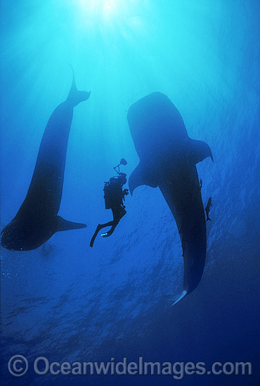 Whale Shark and Scuba Diver photo