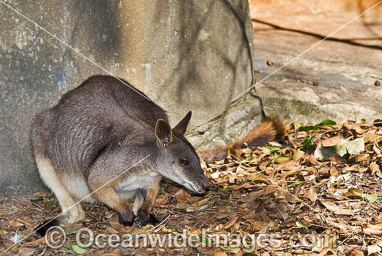 Proserpine Rock-wallaby (Petrogale persephone). Found in coastal forests and grassland around Proserpine, Airlie Beach and some of the Whitsunday Islands, Queensland, Australia. Endangered species Photo - Gary Bell Proserpine Rock-wallaby (Petrogale persephone). Found in coastal forests and grassland around Proserpine, Airlie Beach and some of the Whitsunday Islands, Queensland, Australia. Endangered species Photo - Gary Bell