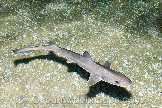 tropical shark fish