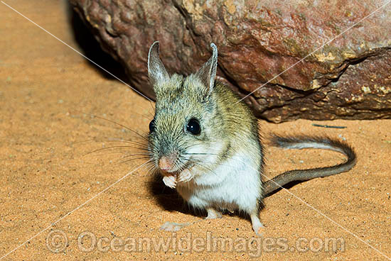Spinifex Hopping Mouse Notomys alexis photo