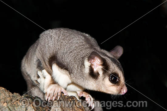 Sugar Glider Petaurus breviceps photo