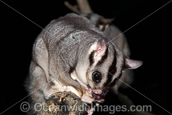 Sugar Glider (Petaurus breviceps). Found in a range of forest habitats in nothern, eastern and south-eastern Australia Photo - Gary Bell
