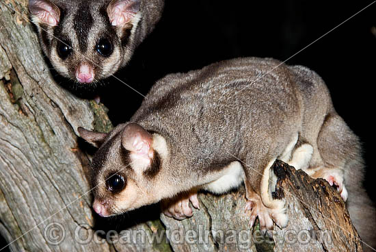 Sugar Gliders Petaurus breviceps photo