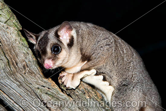 Sugar Glider Petaurus breviceps photo