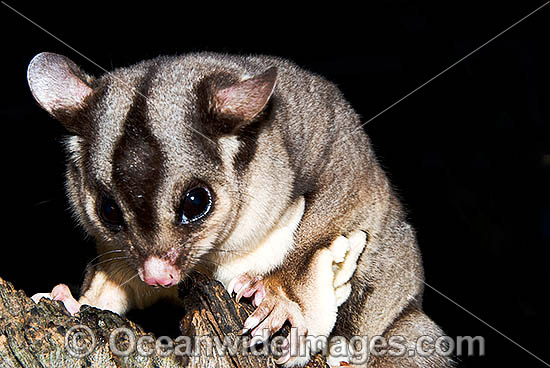 Sugar Glider Petaurus breviceps photo