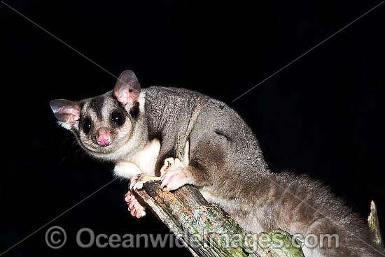 Sugar Glider Petaurus breviceps photo