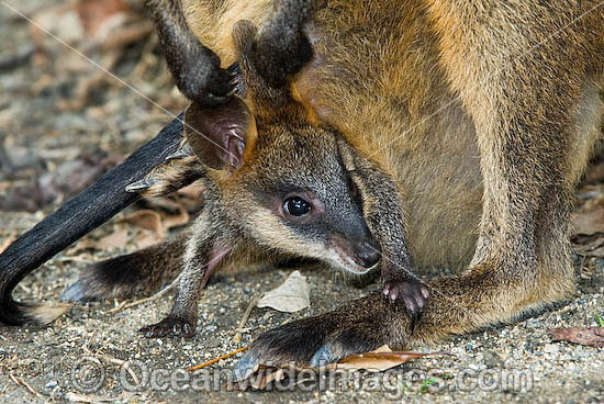 Swamp Wallaby mother and joey photo