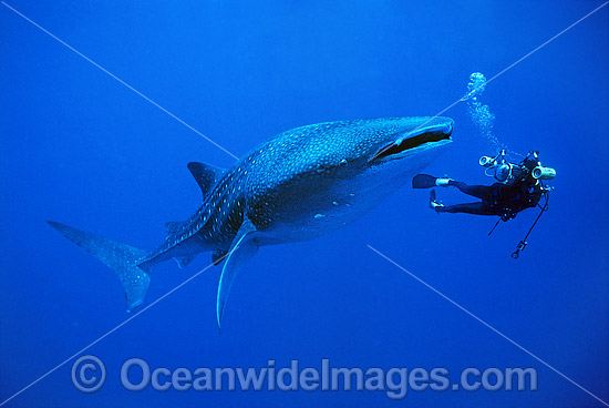 Whale Shark and Scuba Divers photo Whale Shark and Scuba Divers photo