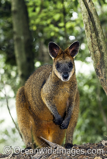 Swamp Wallaby Wallabia bicolor photo Swamp Wallaby Wallabia bicolor photo