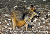 Swamp Wallaby Wallabia bicolor Photo - Gary Bell