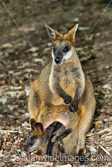 Swamp Wallaby Wallabia bicolor photo