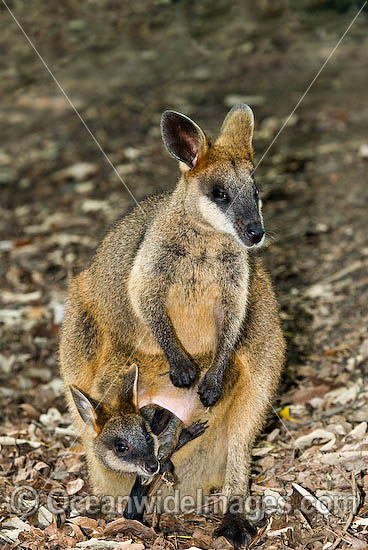 Swamp Wallaby mother and joey photo