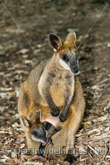 Swamp Wallaby mother and joey photo Swamp Wallaby mother and joey photo