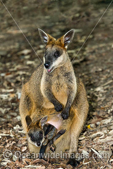 Swamp Wallaby mother and joey photo