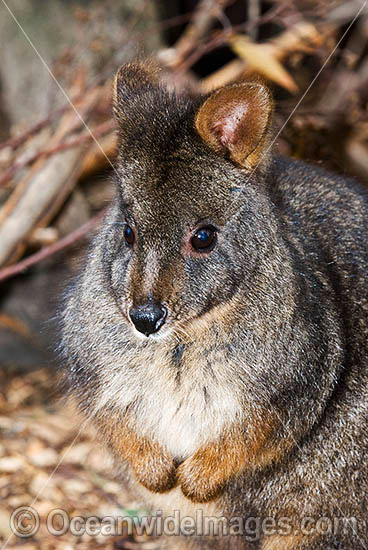 Tasmanian Pademelon photo