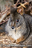 Tasmanian Pademelon Photo - Gary Bell