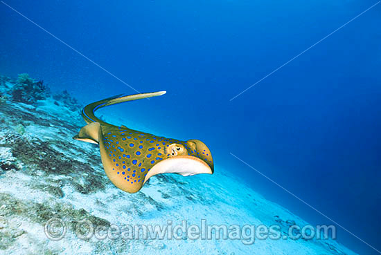 Blue-spotted Fantail Stingray (Taeniura lymma). Found on sandy bottoms in the vicinity of coral reefs throughout the Indo-west Pacific Region. Also known as Blue-spotted Lagoon Ray, Blue-spotted Ribbontail Ray, Lagoon Ray, Lesser Fantail Ray and Reef Ray. Photo - Gary Bell Blue-spotted Fantail Stingray (Taeniura lymma). Found on sandy bottoms in the vicinity of coral reefs throughout the Indo-west Pacific Region. Also known as Blue-spotted Lagoon Ray, Blue-spotted Ribbontail Ray, Lagoon Ray, Lesser Fantail Ray and Reef Ray. Photo - Gary Bell