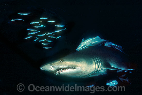 Grey Nurse Shark Carcharias taurus photo Grey Nurse Shark Carcharias taurus photo