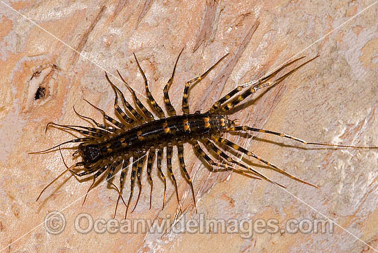 Centipede Scutigeromorpha sp. photo Centipede Scutigeromorpha sp. photo