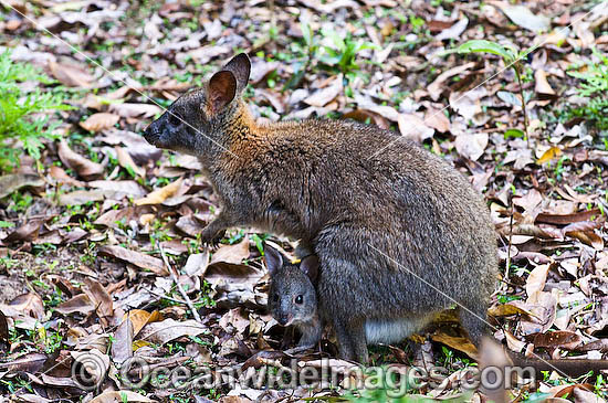Red-necked Pademelon (Thylogale thetis) - mother with joey in pouch. Found inhabiting rainforests and wet eucalypt forests of south-eastern Qld and eastern NSW, Australia. Photo taken Lamington National Park, Queensland, Australia. Photo - Gary Bell Red-necked Pademelon (Thylogale thetis) - mother with joey in pouch. Found inhabiting rainforests and wet eucalypt forests of south-eastern Qld and eastern NSW, Australia. Photo taken Lamington National Park, Queensland, Australia. Photo - Gary Bell