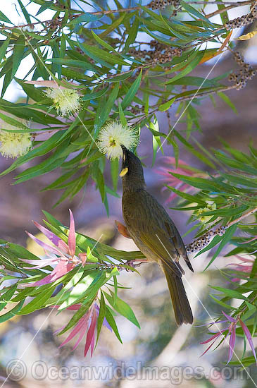 Lewin's Honeyeater (Meliphaga lewinii) - feeding on callistemon flower nectar. Found in rainforest, wet eucalypt forests, woodlands and heaths of far Eastern Australia. Lamington National Park, Queensland, Australia Photo - Gary Bell Lewin's Honeyeater (Meliphaga lewinii) - feeding on callistemon flower nectar. Found in rainforest, wet eucalypt forests, woodlands and heaths of far Eastern Australia. Lamington National Park, Queensland, Australia Photo - Gary Bell