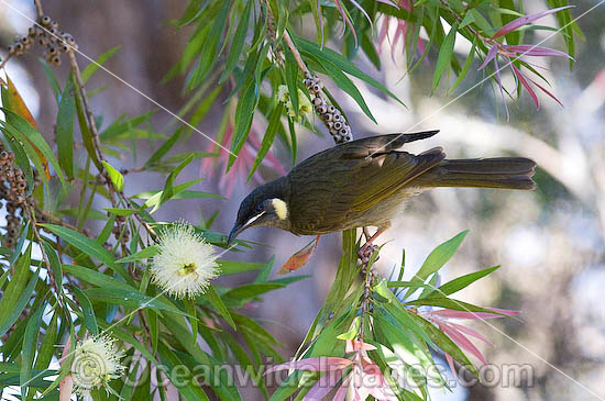 Lewin's Honeyeater (Meliphaga lewinii) - feeding on callistemon flower nectar. Found in rainforest, wet eucalypt forests, woodlands and heaths of far Eastern Australia. Lamington National Park, Queensland, Australia. Photo - Gary Bell Lewin's Honeyeater (Meliphaga lewinii) - feeding on callistemon flower nectar. Found in rainforest, wet eucalypt forests, woodlands and heaths of far Eastern Australia. Lamington National Park, Queensland, Australia. Photo - Gary Bell