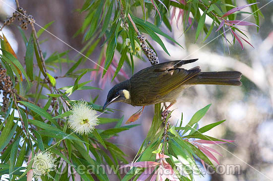 Lewin's Honeyeater Meliphaga lewinii photo