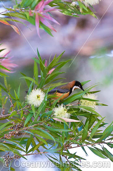 Eastern Spinebill Acanthorhynchus tenuirostris photo Eastern Spinebill Acanthorhynchus tenuirostris photo