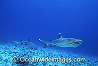 Whitetip Reef Sharks Triaenodon obesus Photo - Gary Bell