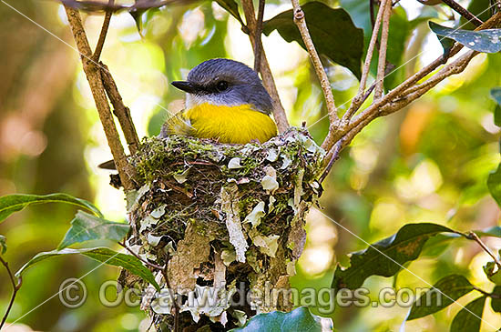 Eastern Yellow Robin (Eopsaltria australis) - parent bird in nest. Lamington Plateau, South-eastern Queensland. Found in a wide range of habitat from dry woodlands to rainforest of Eastern and South-eastern Australia. Photo - Gary Bell