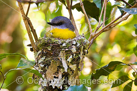 Eastern Yellow Robin in nest photo Eastern Yellow Robin in nest photo