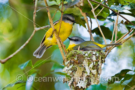 Eastern Yellow Robin Eopsaltria australis photo